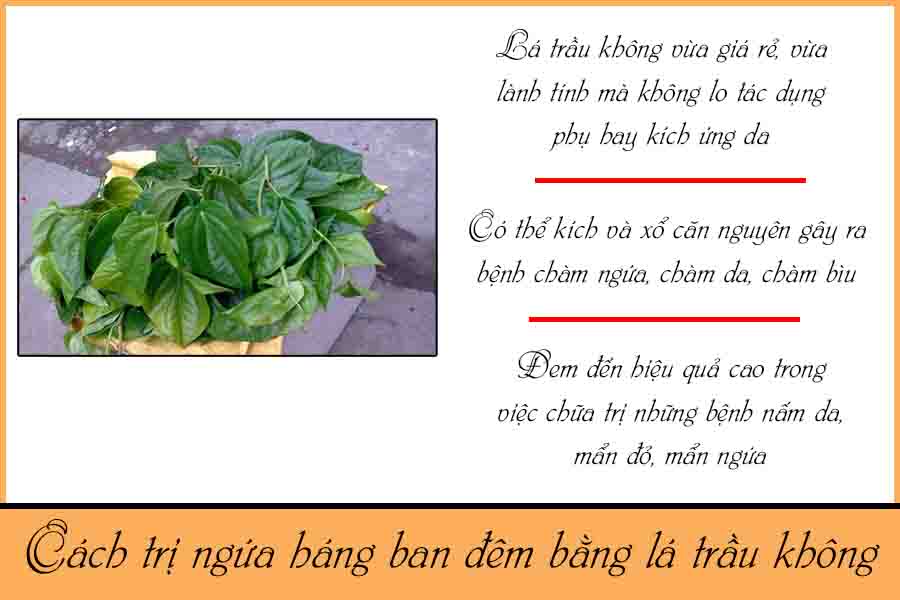 chữa bệnh ngứa háng về đêm bằng lá trầu không