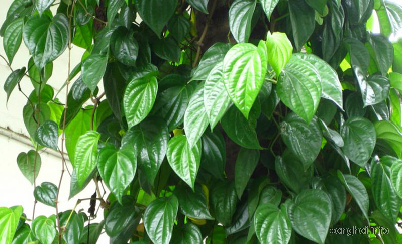 chữa tổ đỉa bằng lá trầu không