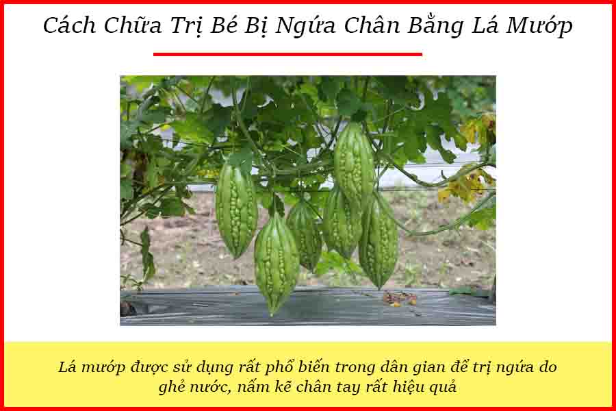Cách chữa trị bé mắc ngứa chân bằng cây mướp đắng