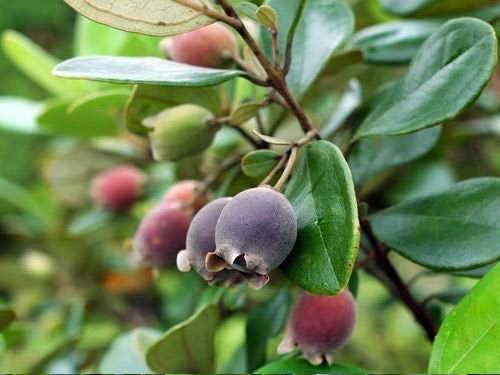 chữa chàm đầu chi bằng lá sim