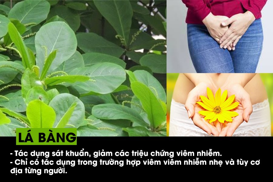 công dụng của lá bàng trị viêm phụ khoa