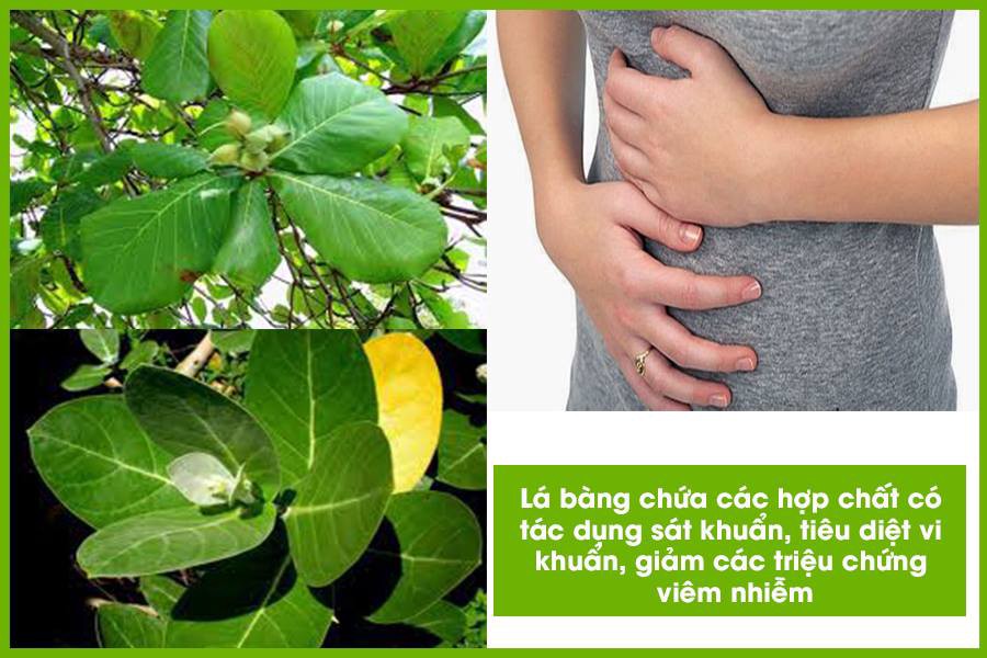 cách chữa viêm phụ khoa bằng lá bàng