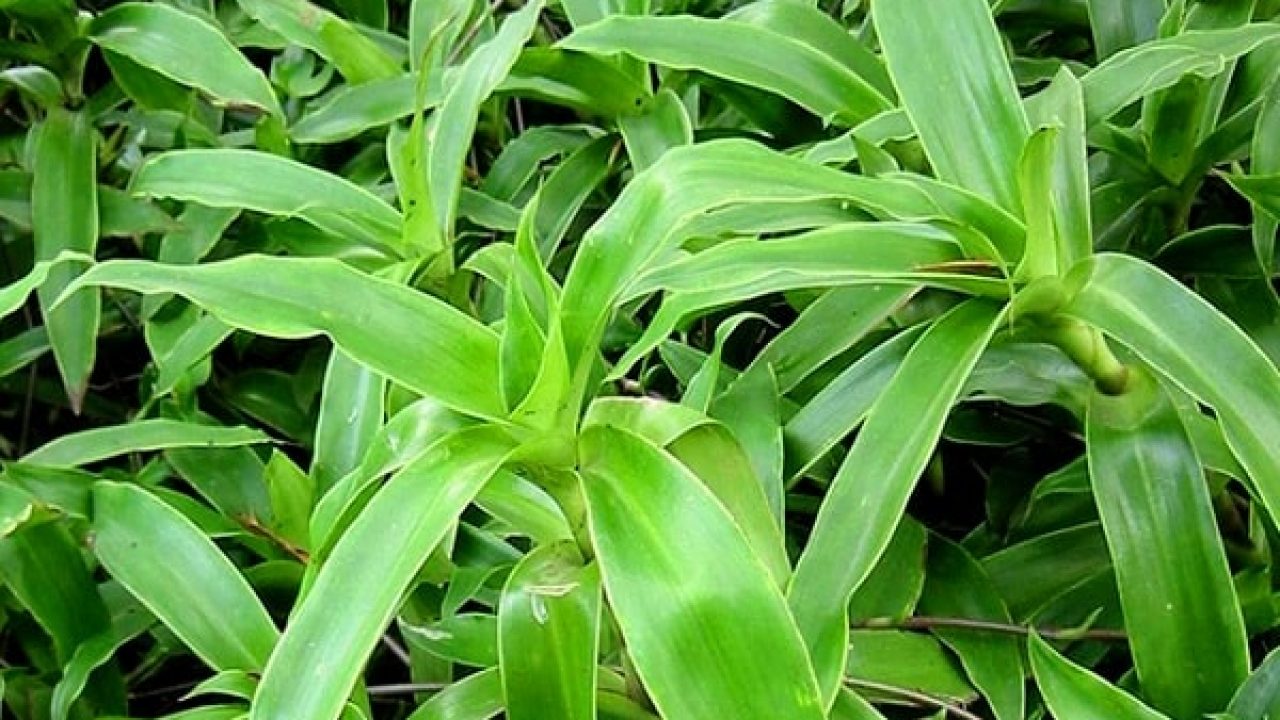 trị sâu răng bằng cây lược vàng