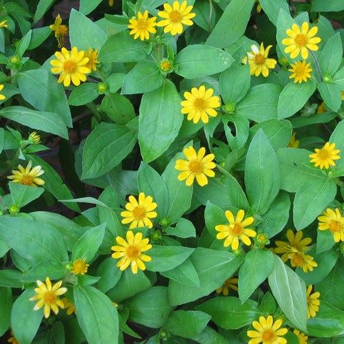 trị sâu răng bằng hoa cúc vàng