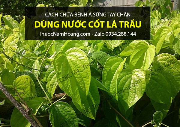 cách điều trị bệnh á sừng ở chân bằng lá trầu không