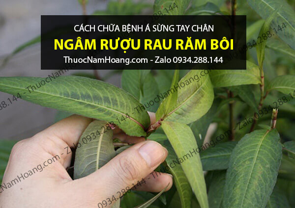 cách trị bệnh á sừng ở tay tại nhà bằng rau răm