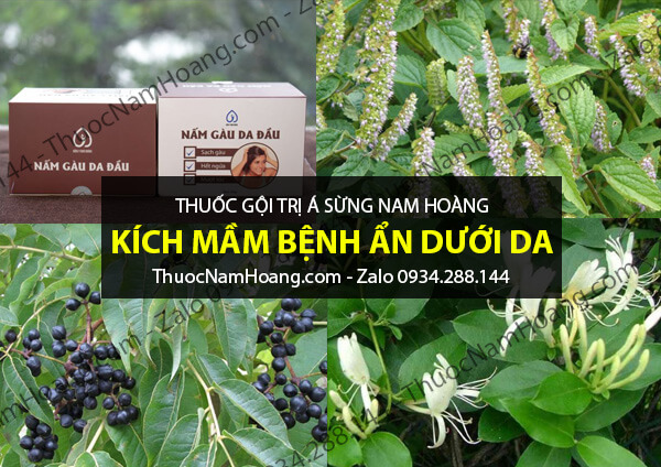 thuốc trị bệnh á sừng da đầu nam hoàng