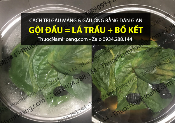 chữa gàu mảng bằng bồ kết