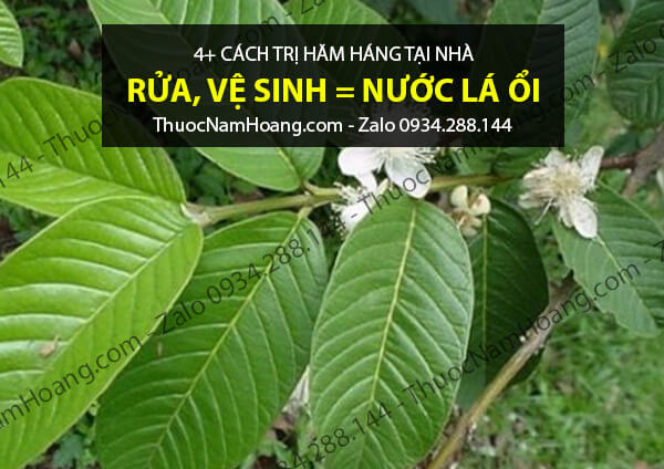 cách chữa hăm háng bằng lá ổi
