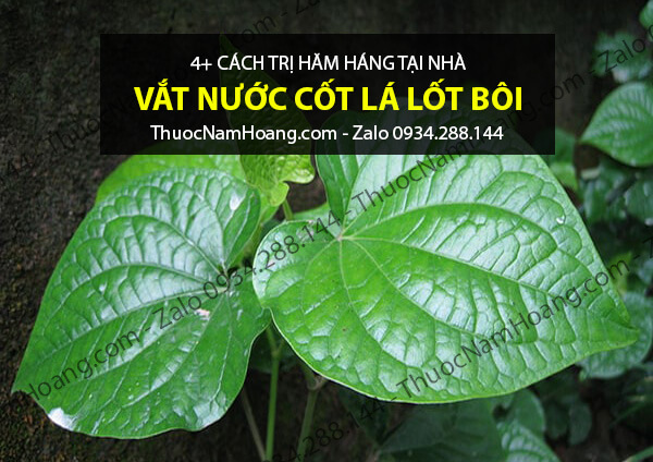 mẹo trị hăm háng bằng lá lốt