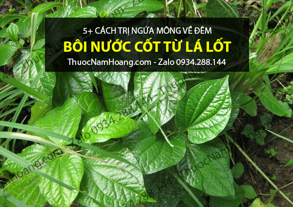 chữa ngứa mông nổi mụn bằng lá lốt