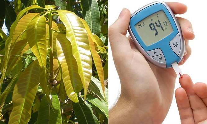 lá xoài trị tiểu đường