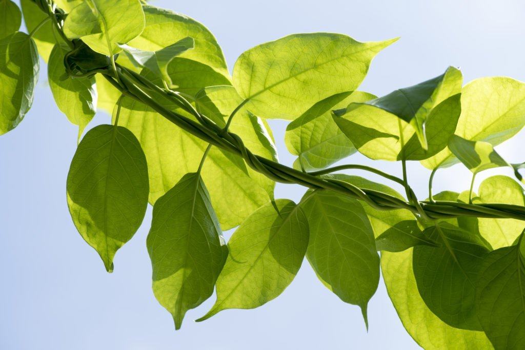 cách trị tiểu đường bằng dây thìa là