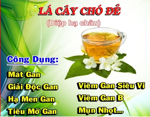 Cây chó đẻ trị tiểu đường