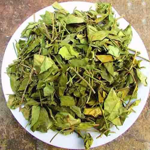 chữa bệnh tiểu đường bằng dây thìa canh