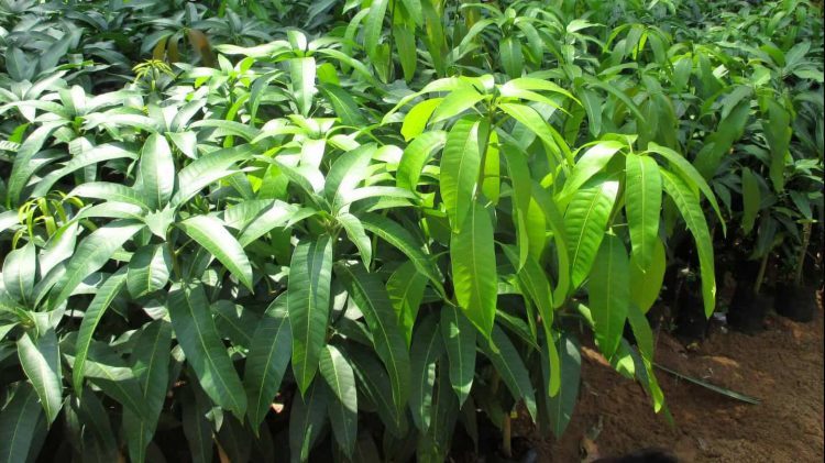 chữa bệnh tiểu đường bằng lá xoài