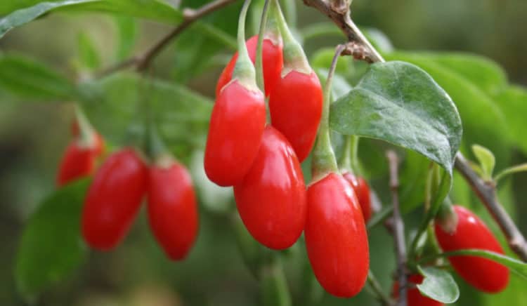 chữa bệnh tiểu đường bằng câu kỷ tử