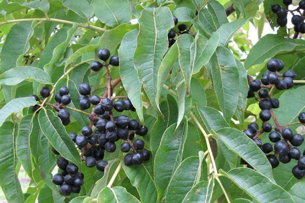 chữa bệnh tiểu đường bằng hoàng bá
