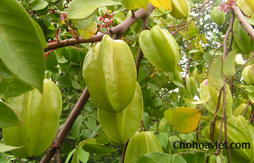 chữa ngứa tay chân về đêm bằng lá khế