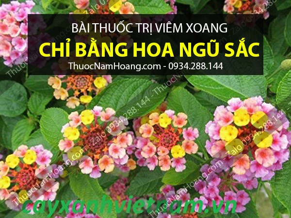 cách trị viêm xoang sàng sau