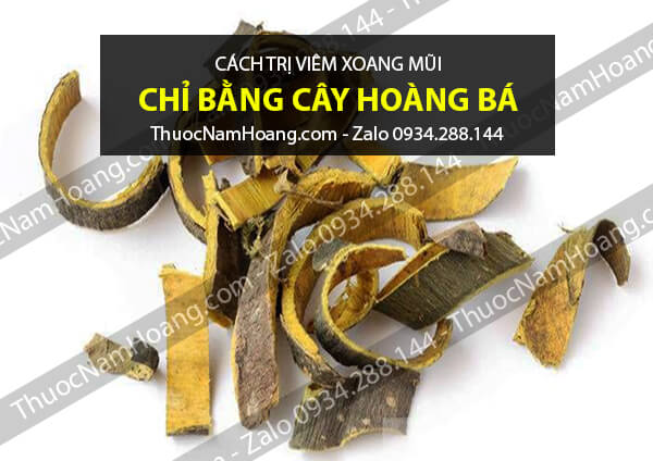 mẹo chữa viêm mũi dị ứng thời tiết bằng hoàng bá