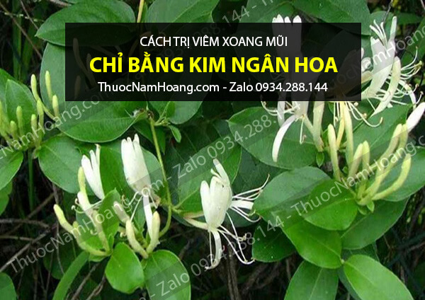 cách chữa bệnh viêm mũi dị ứng thời tiết bằng kim ngân hoa