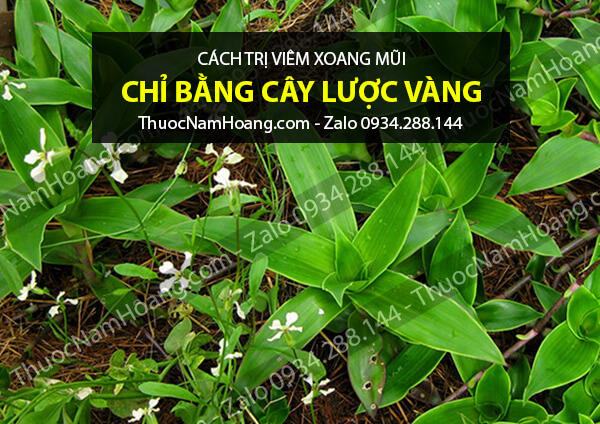 cách chữa xoang dị ứng bằng cây lược vàng