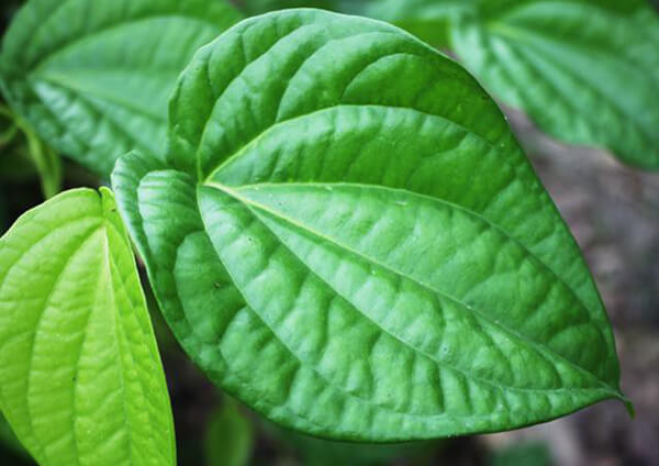 cách tẩy lông bằng lá trầu không