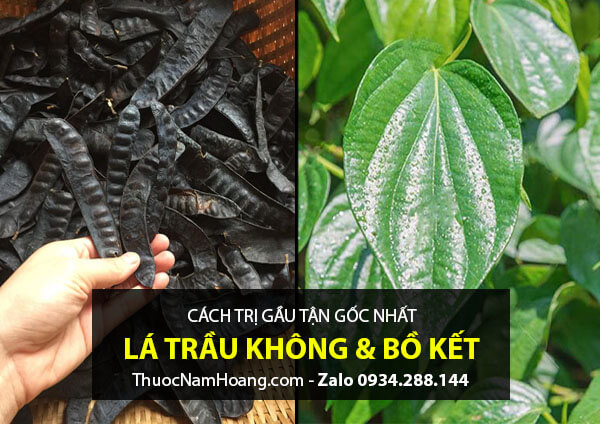 Cách trị gàu bằng bồ kết và lá trầu tận gốc nhất