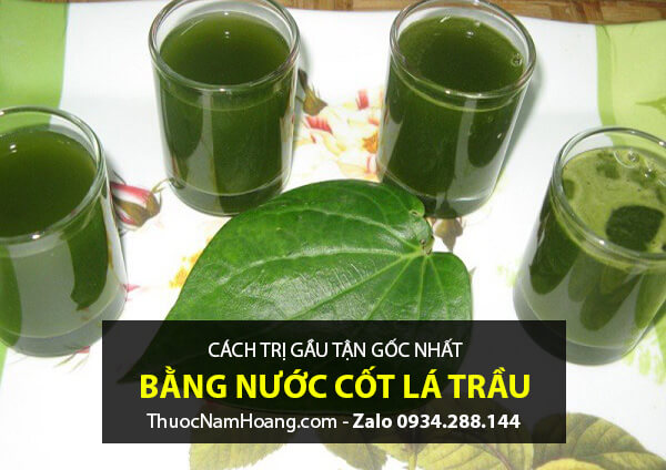 Cách chữa gàu tận gốc bằng lá trầu không đơn giản