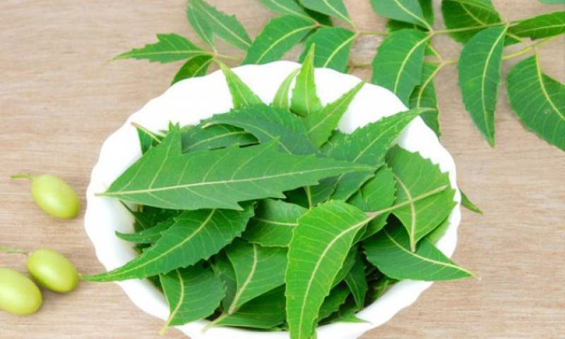 lá Neem chữa hắc lào hiệu quả