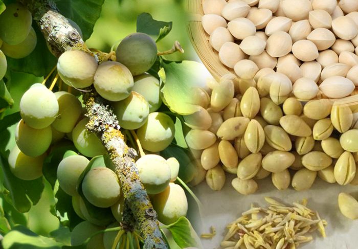 bạch quả bao nhiêu 1kg
