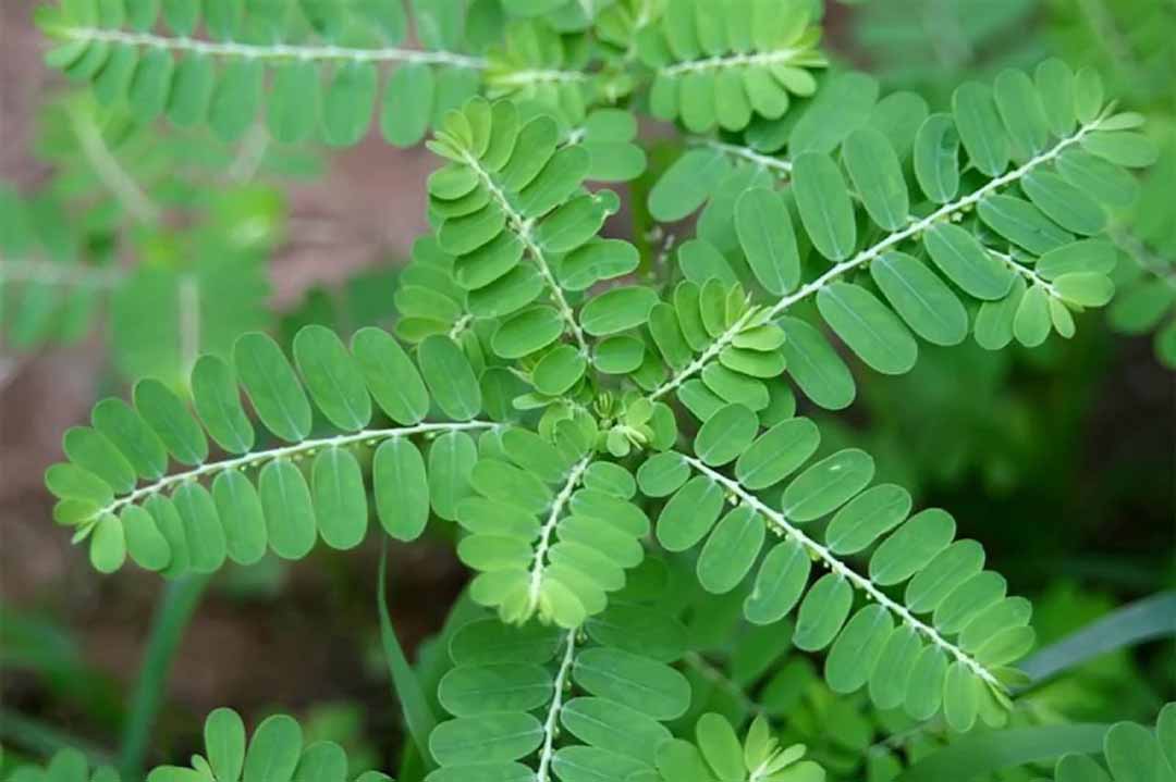Chữa lác đồng tiền ở mông bằng cây chó đẻ