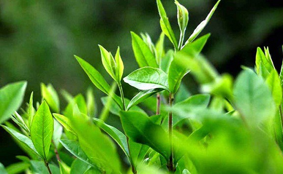 Trị lác đồng tiền ở mông với lá trà xanh