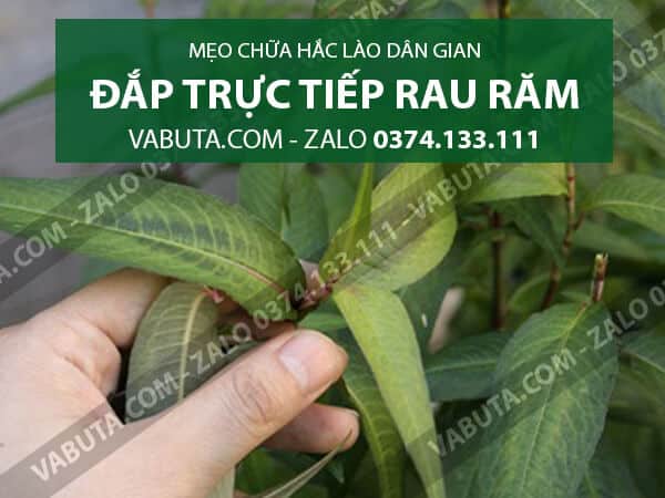 Chữa hắc lào bằng rau răm