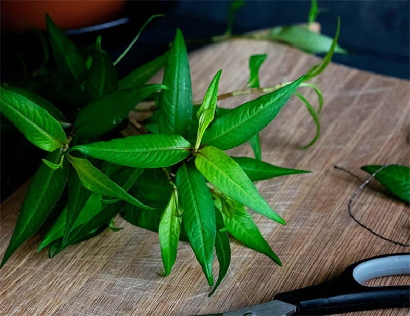 Lá trầu không và rau răm trị hắc lào