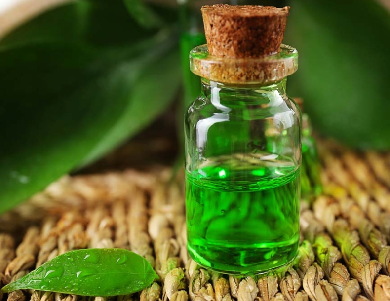 Tinh dầu cây chè chữa bệnh lang ben