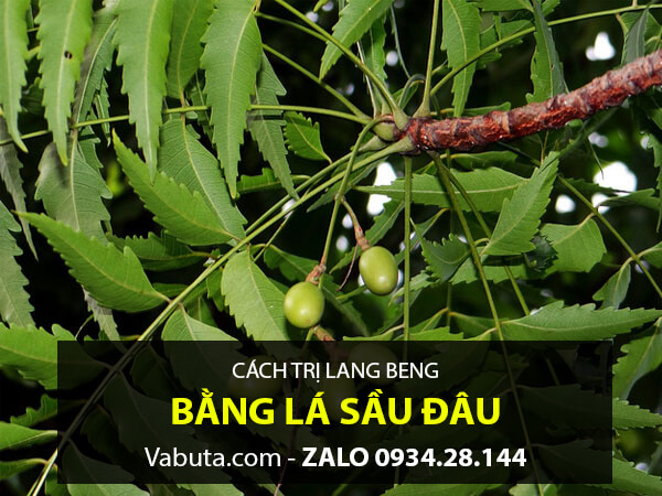 Trị lang beng bằng lá sầu đâu
