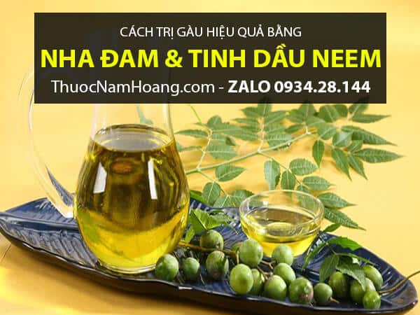 Chữa gàu bằng nha đam và tinh dầu Neem