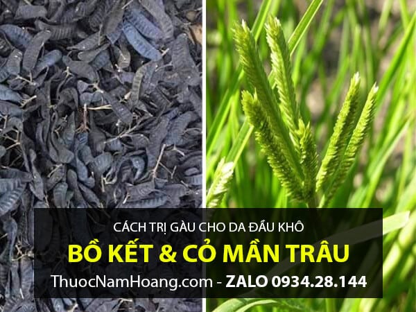 Cỏ Mần Trầu với Bồ Kết trị gàu
