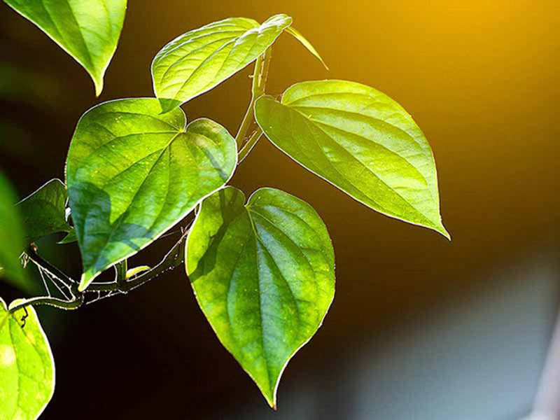 Cách điều trị tổ đỉa bằng lá trầu không