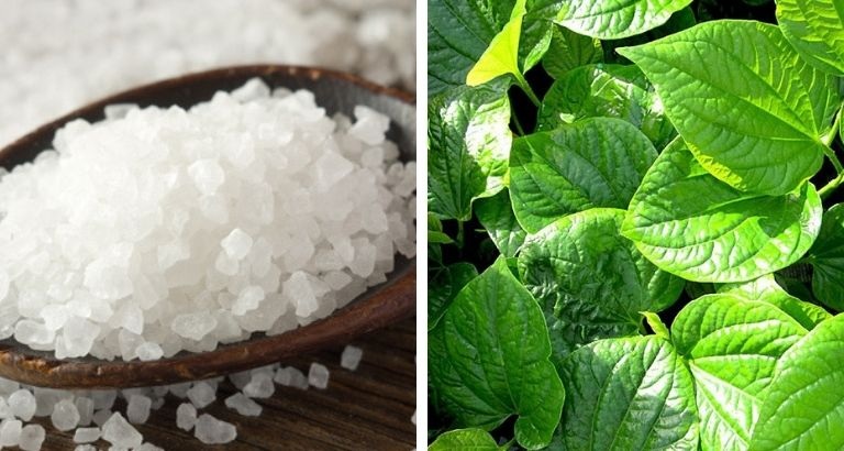 cách chữa tổ đỉa bằng muối và là lốt