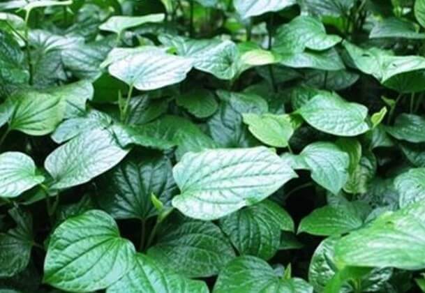Ưu nhược điểm khi trị tổ đỉa bằng lá lốt