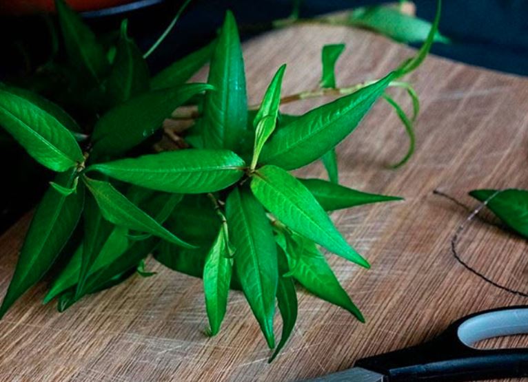 cách trị tổ đỉa bằng rau răm