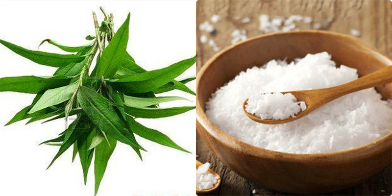 Chữa tổ đỉa bằng rau răm và muối hạt