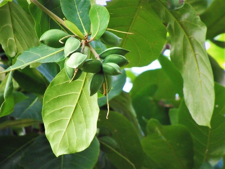 Lá bàng chữa tổ đỉa được không
