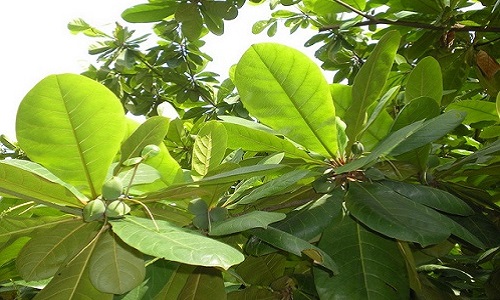 Chữa tổ đỉa bằng lá bàng bằng cách xông hơi