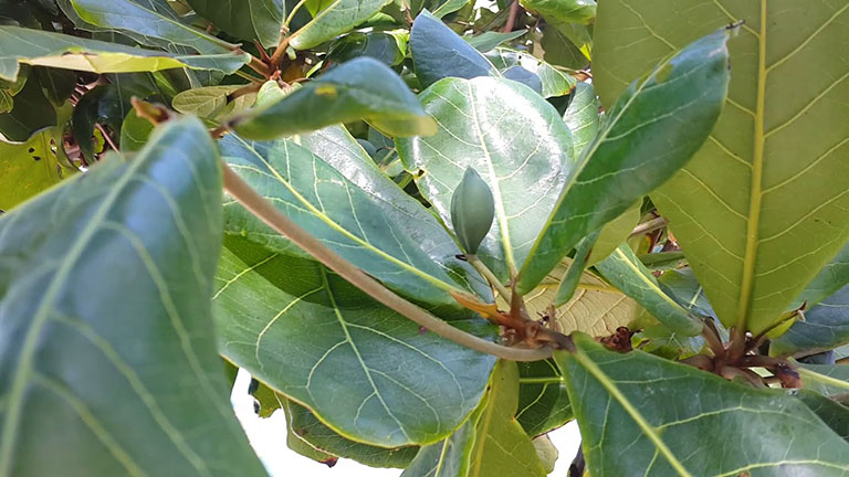 Bôi dịch ép lá bàng để điều trị tổ đỉa