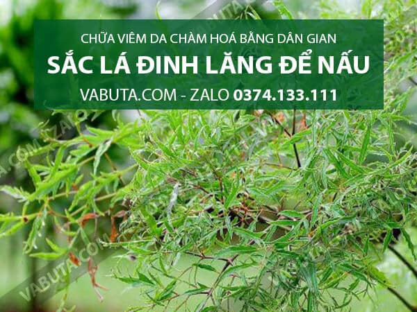Trị bệnh viêm da chàm hoá bằng Lá Đinh Lăng: