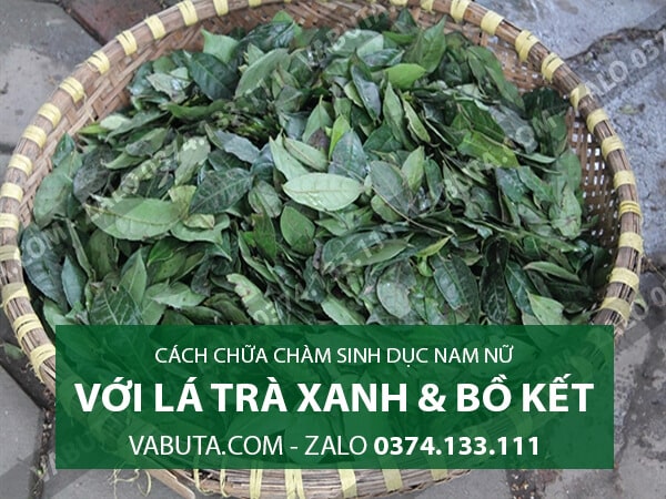 chữa chàm sinh dục bằng lá trà xanh